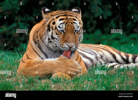 Siberian tiger, Siberian tigers (Panthera tigris altaica), Amur tigers ...