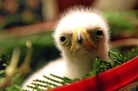 Breeding success for rare eagle chick at Fife falconry centre - The Courier