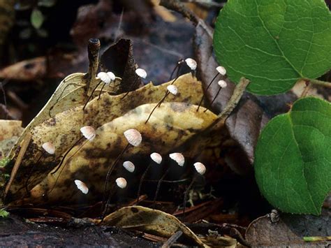 California Fungi Collybiopsis Quercophila