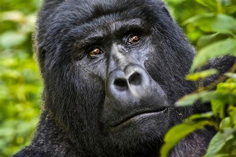 4 Tage Kongo Berg Gorillas Tracking Und Nyiragongo Vulkanwanderung Zur