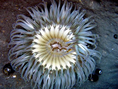 Sea Anemone – "OCEAN TREASURES" Memorial Library