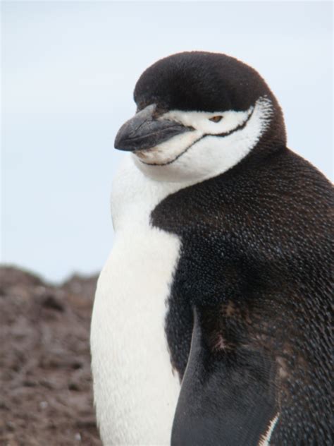 Antarctica Eyewitness : PENGUIN LOVERS - HUG A PENGUIN TODAY!