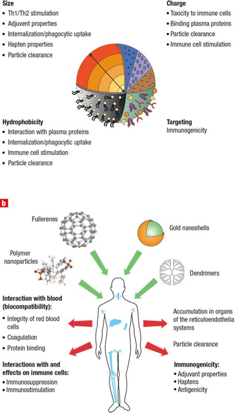 Nanoparticle Properties Determine Their Interaction With The Immune