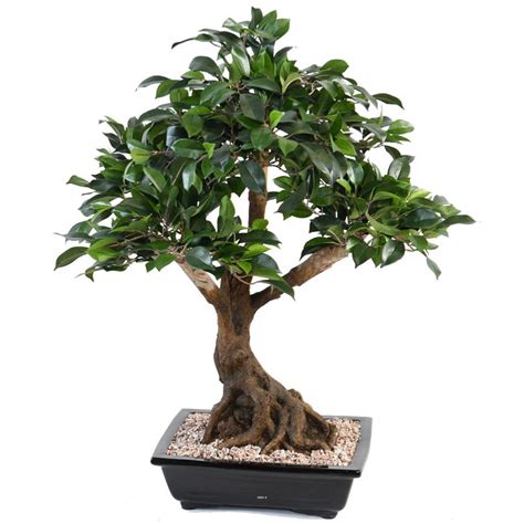 Bonsa Ficus Artificiel Artificielles