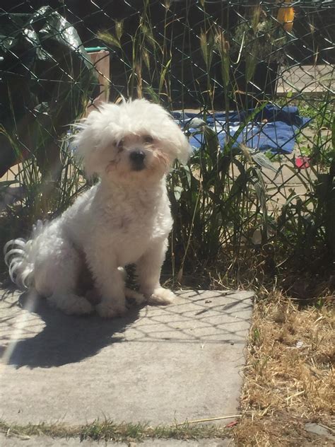 That hair! 😂 : r/Maltese