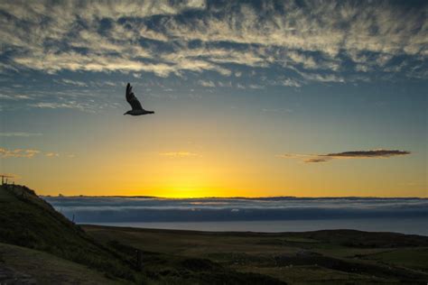 Free Images Beach Sea Coast Ocean Horizon Silhouette Bird