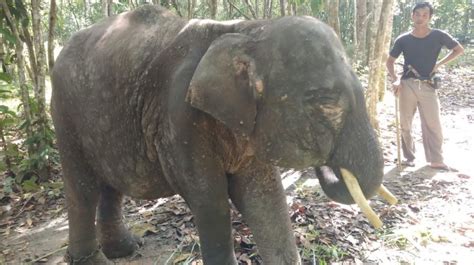 Lagi Gajah Mati Di Camp ERU Tegal Yoso TNWK