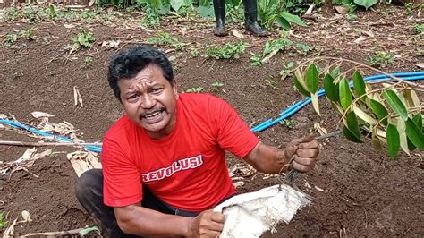 Penanaman Duren Bawor Di Kebun Widya Carangwulung Gentaru