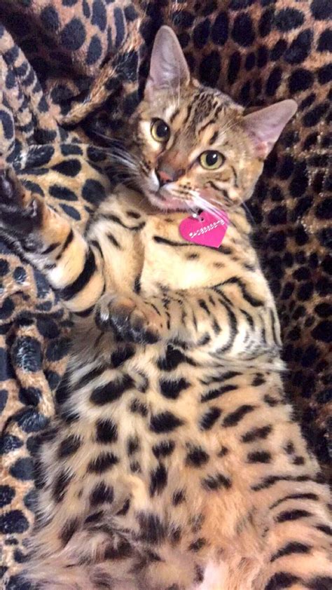 Pin by Julianita on Adorables animales | Bengal kitten, Bengal cat, Kittens