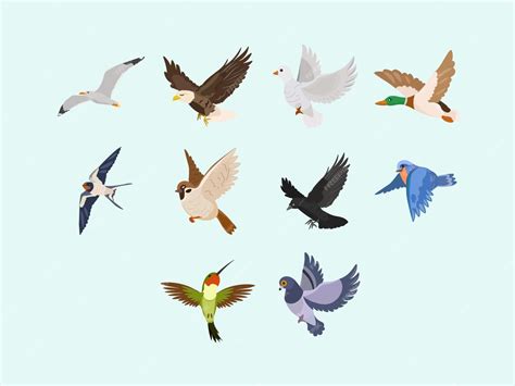 Premium Vector Different Flying Bird Illustration Set