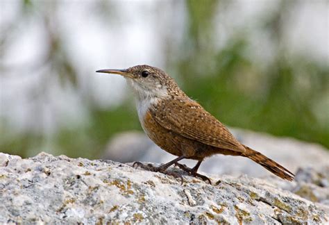 Canyon Wren (Catherpes mexicanus)