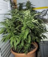 Jack Herer Sensi Seeds Galerie Des Vari T S Page No