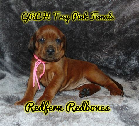 Redbone Coonhound Puppies For Sale Valley Lake Road Mount Pleasant Township Ar 241077