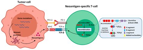 Cancers Free Full Text Characterization Of Circulating T Cell Receptor Repertoire Provides