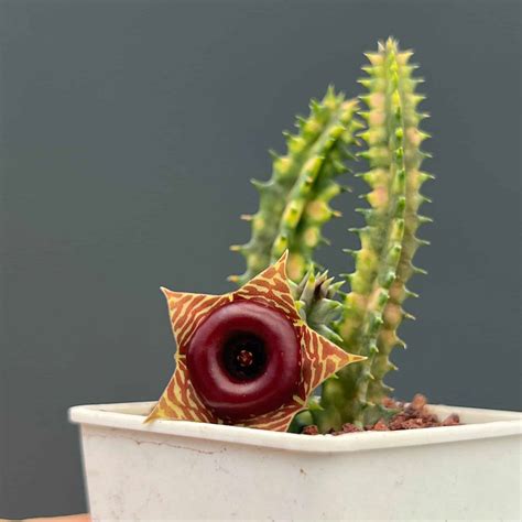 Huernia Zebrina Variegata Stapeliads Store Tropics Home