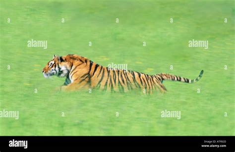 Bengal Tiger Running Through The Grass Wildlife Model Stock Photo Alamy