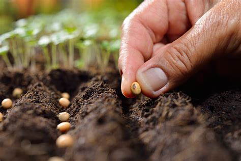 Pasos Para Plantar Puerros Con Xito