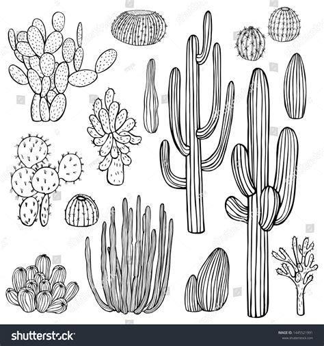 Desert Plants Cacti Vector Sketch Illustration 库存矢量图（免版税）1445521991 Shutterstock