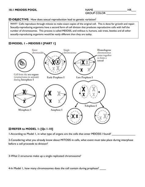 Meiosis Pogil Worksheets Answer Key