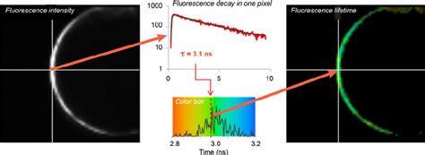 Example Of Flim Analysis Fluorescence Intensity And Lifetime Image Of