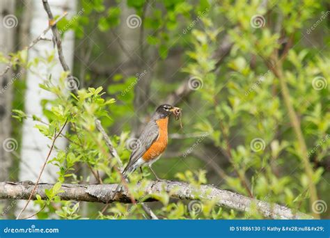 Robin bird eating worms stock photo. Image of nature - 51886130