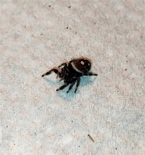 Phidippus Regius Gigant L Skakun Kr Lewski Mieszaniec Skakun Pl