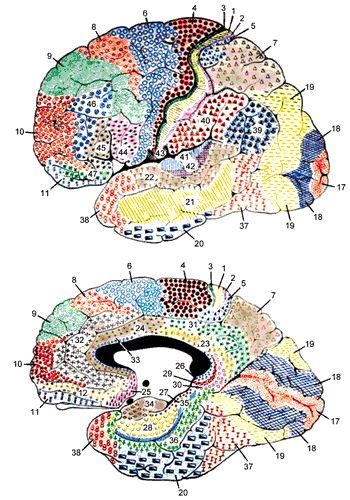 Brodmann Areas And Localization In Functional Neuroimaging Anatomie