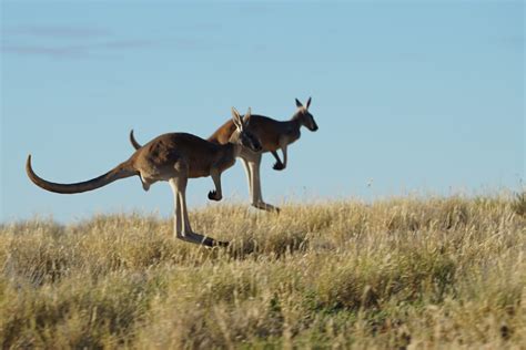 New Film Kangaroo Asks Is The Australian Icon Endangered Here And Now