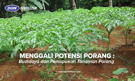 Menggali Potensi Porang : Budidaya dan Pemupukan Tanaman Porang - DGW Fertilizer