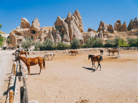 Cappadocia Horse Stock Photos Pictures And Royalty Free Images Istock