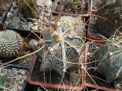 Astrophytum Capricorne V Crassispinoides Piltz Cactus Shop