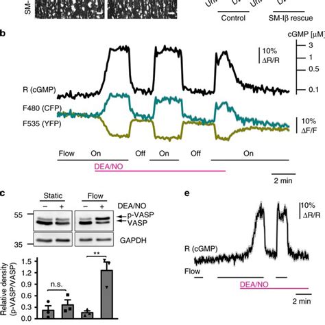 A Flowshear Dependent No Cgmp Cgki Cascade Inhibits Platelet Thrombus