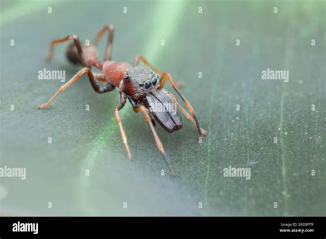 Ant Mimic Jumping Spider On A Leaf This Species Of Jumping Spider