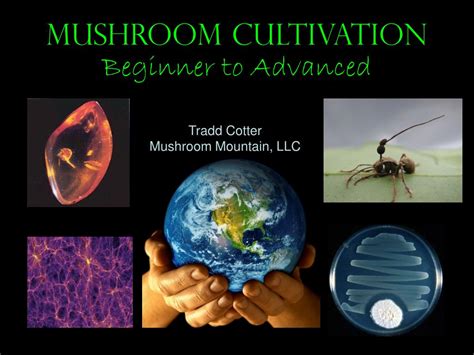 PPT Mushroom Cultivation Beginner To Advanced PowerPoint Presentation