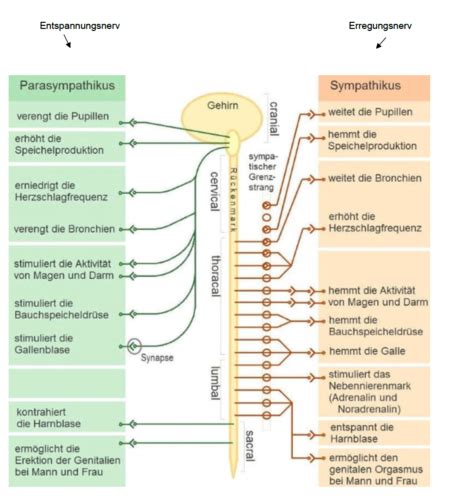 Nervensystem Karteikarten Quizlet