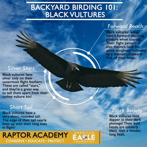 Protect Our Native Vultures | American Eagle Foundation