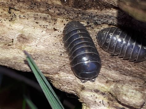 Gemeine Rollassel Armadillidium Vulgare Gew Hnliche Flickr