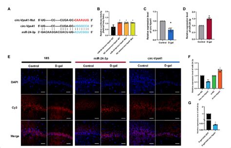 Circ Vps Acts As A Sponge Of Mir P A Predicted Binding Sites