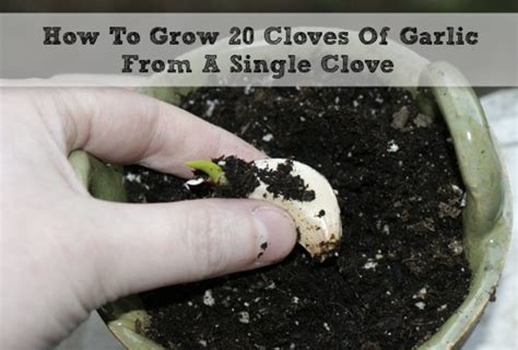 How To Grow 20 Cloves Of Garlic From A Single Clove - Homestead & Survival