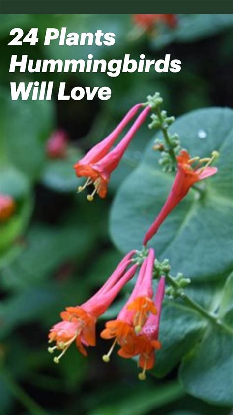 24 Plants Hummingbirds Will Love: An immersive guide by Garden Design