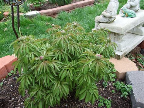 Photo Of The Entire Plant Of Hybrid Fern Leaf Peony Paeonia Early