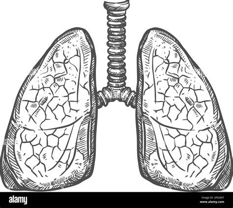 Dibujo Pulmones Y Sus Partes Icono De Pulmones En Estilo De Dibujos