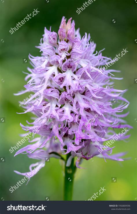 Naked Man Orchid Orchis Italica On Stock Photo Shutterstock