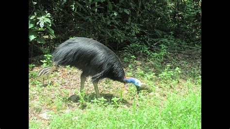 Cassowary Eating Quandong In The Daintree Rainforest Youtube