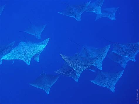 Scuba Diving in Rangiroa - TOPDIVE