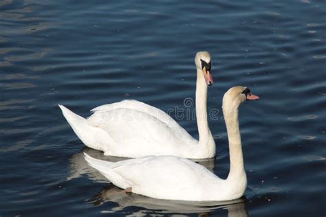 Swan Lovers Stock Image Image Of Water Lovers Couple 40107465