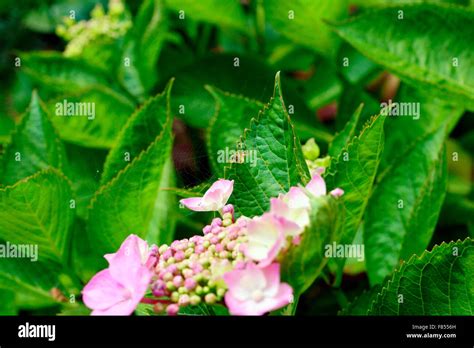 ORB SPIDER WEAVING A NEW WEB Stock Photo - Alamy