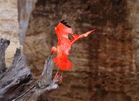 Ibis Rouge Christel Dupriet Flickr