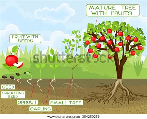 Life Cycle Apple Tree Stock Vector Royalty Free 354250259