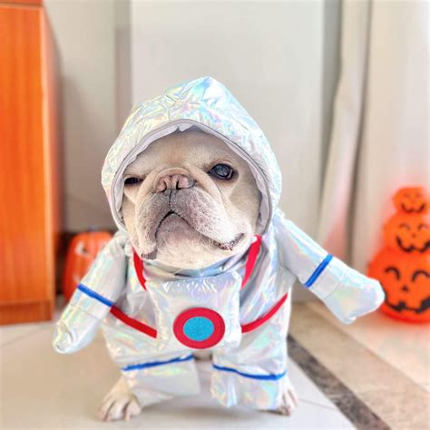 dog halloween costume astronaut – Frenchiely